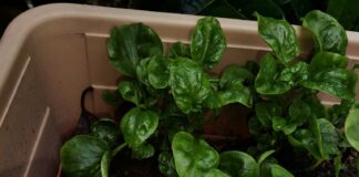 Petua Mudah Elak Pokok Sayur Di Serang Ulat