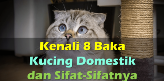 baka kucing