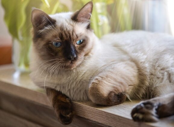 Kenali 8 Baka Kucing Domestik dan SifatSifatnya