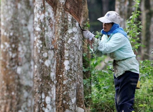 Bantuan BMT Dikreditkan Bulan Ini Bagi Fasa 3 Tahun 2023 4 toreh getah