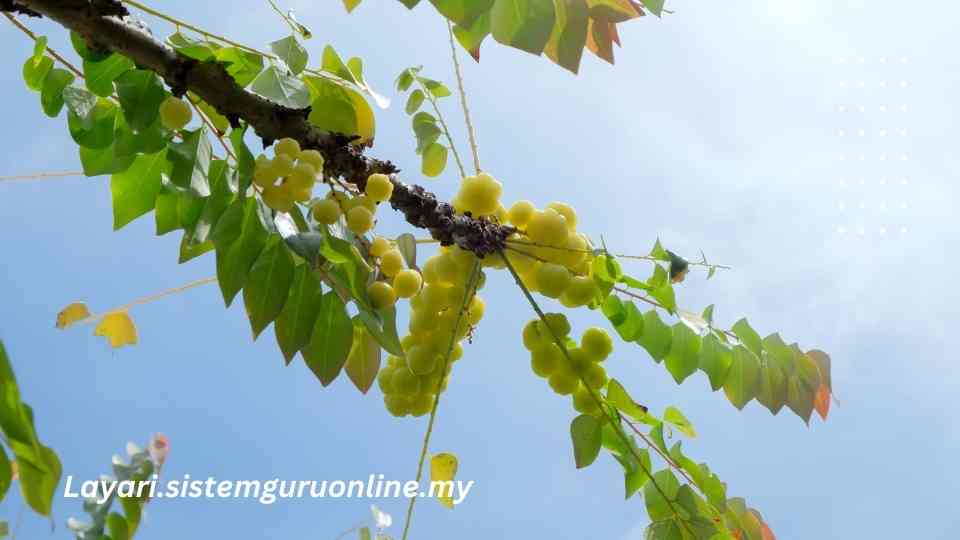 10 Petua Turunkan Darah Tinggi Dalam Masa 2Jam! 10 9 20231211 085352 0008 1