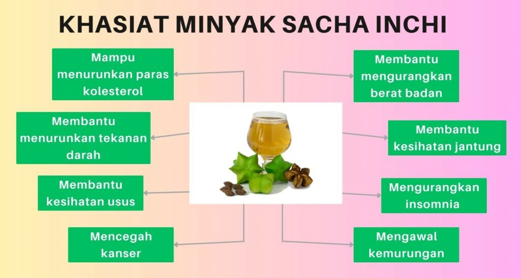 9 Kelebihan Minyak Sacha Inchi dan Cara Mengenali Minyak Sacha Inchi yang Berkualiti