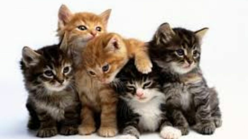 Pelajari Cara Penjagaan Kucing dan Tips Penjagaan Kucing 2 Kucing 1 1