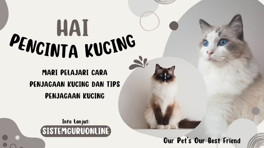 Pelajari Cara Penjagaan Kucing dan Tips Penjagaan Kucing 1 Pelajari Cara Penjagaan Kucing dan Tips Penjagaan Kucing