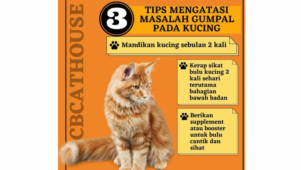 Pelajari Cara Penjagaan Kucing dan Tips Penjagaan Kucing 4 Kucing 2