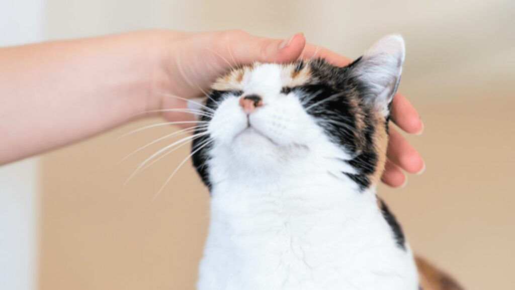 Pelajari Cara Penjagaan Kucing dan Tips Penjagaan Kucing 3 Kucing 3