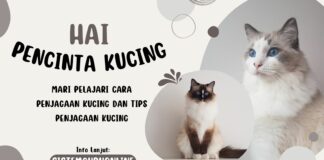 Pelajari Cara Penjagaan Kucing dan Tips Penjagaan Kucing Pelajari Cara Penjagaan Kucing dan Tips Penjagaan Kucing