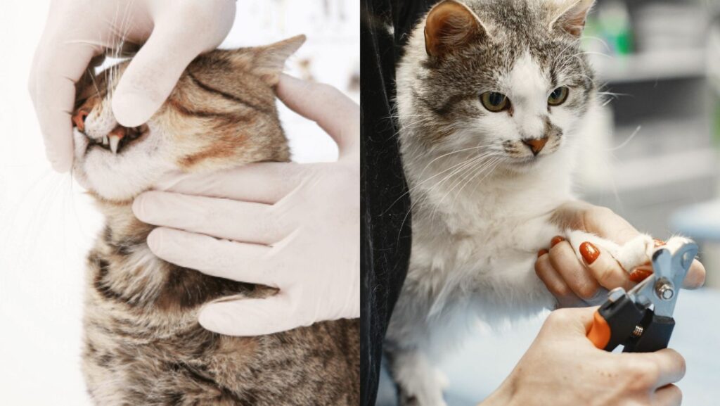 Pelajari Cara Penjagaan Kucing dan Tips Penjagaan Kucing 5 Kucing 4