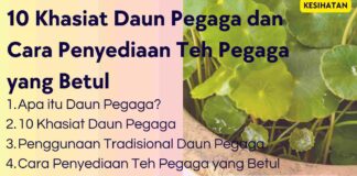 10 Khasiat Daun Pegaga untuk Kesihatan dan Cara Penyediaan Teh Pegaga yang Betul