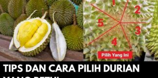 Tips dan Cara Pilih Durian yang Betul