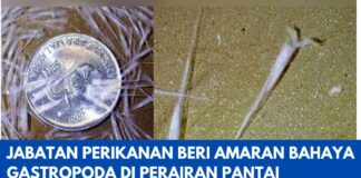 Jabatan Perikanan Beri Amaran Bahaya Gastropoda Di Perairan Pantai