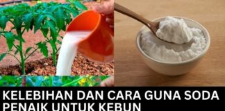 Kelebihan dan 10 Cara Guna Soda Penaik untuk Kebun Kelebihan dan Cara Guna Soda Penaik untuk Kebun