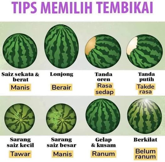 5 Cara Pilih Tembikai Manis Dengan Betul 2 5 Cara Pilih Tembikai Manis Dengan Betul