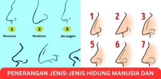 Penerangan Jenis-Jenis Hidung Manusia dan Ciri Hidung Menarik