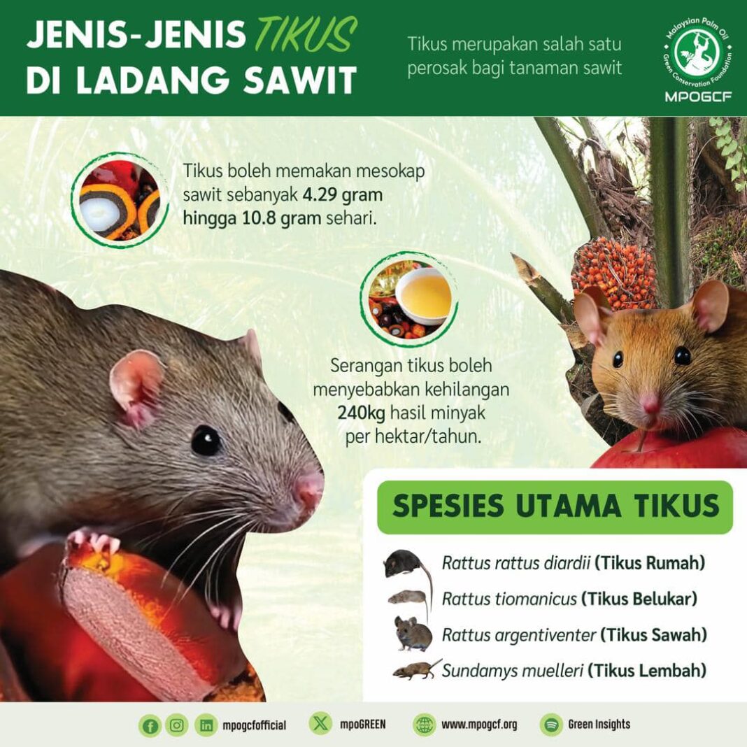 Senarai Dan Jenis Tikus Di Ladang Sawit Malaysia