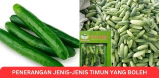 Penerangan Jenis-Jenis Timun yang Boleh Tanam Dengan Mudah Penerangan Jenis-Jenis Timun yang Boleh Tanam Dengan Mudah