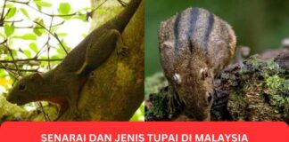 Senarai dan Jenis Tupai di Malaysia
