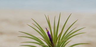 Air Plant & Tumbuhan Pantai: Panduan Lengkap untuk Peminat Flora Tropika Malaysia Air Plant & Tumbuhan Pantai: Panduan Lengkap untuk Peminat Flora Tropika Malaysia